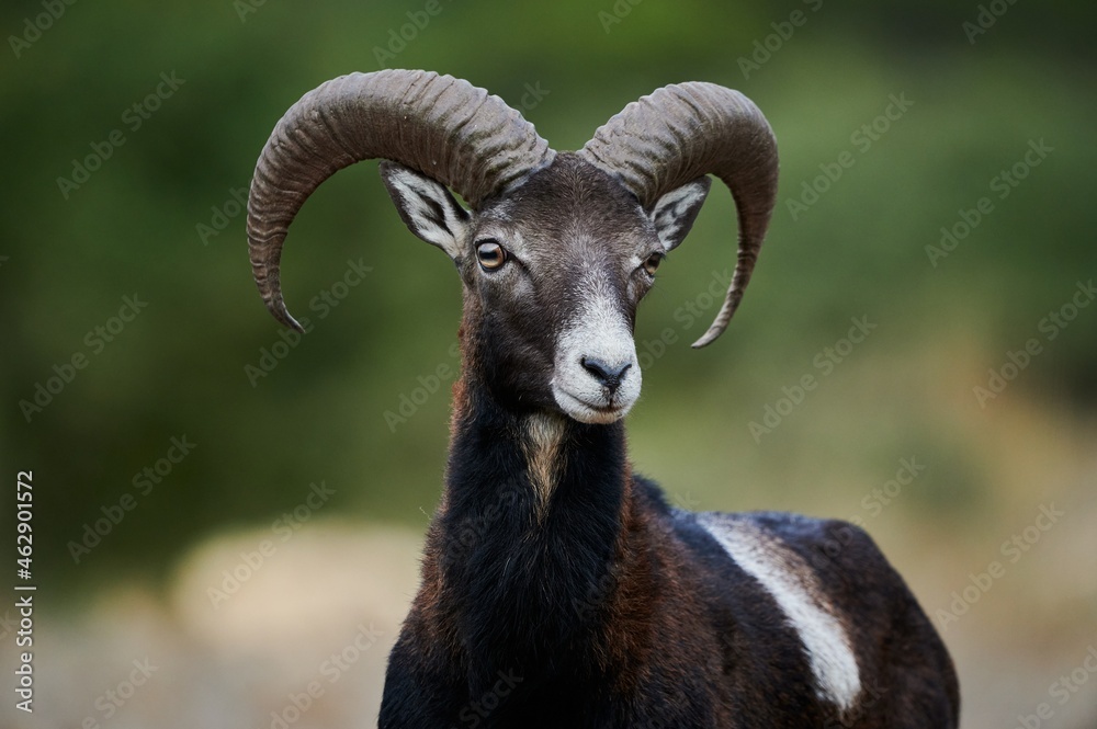 Wild sheep on sunny day in nature Wild sheep on sunny day in nature