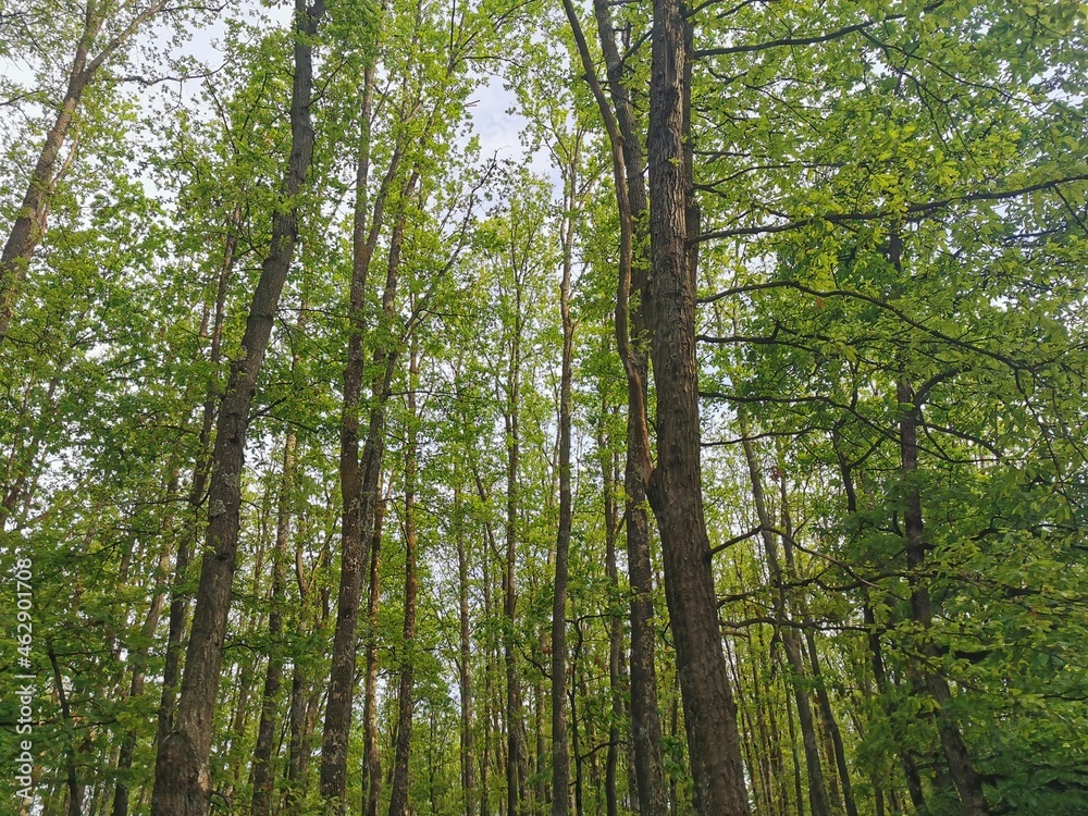 Obraz premium Forest