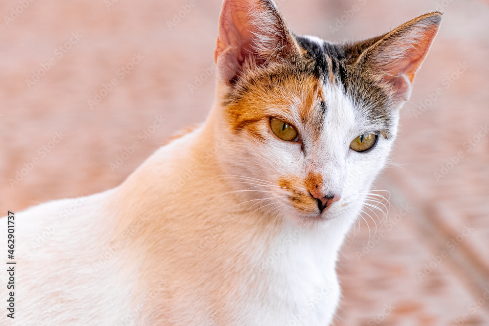 Mexican white cat portrait looking lovely and cute in Mexico.
