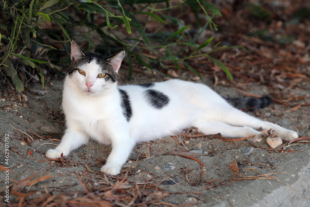Homeless cat in Cyprus during a summer evening. Homeless cat in Cyprus during a summer evening.