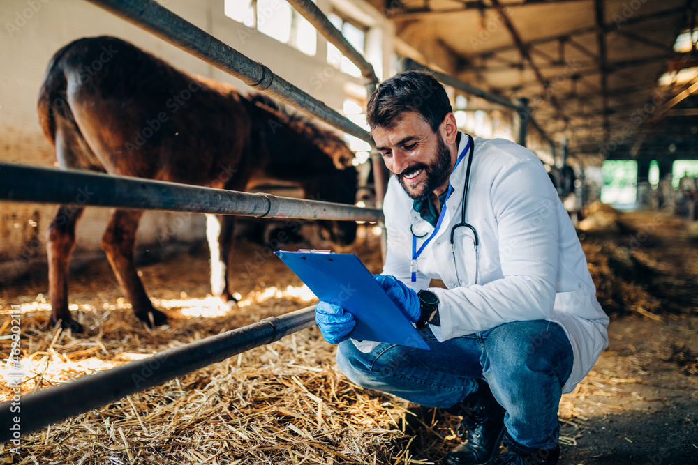 Young veterinarian working at the farm and takes analyzes. Young veterinarian working at the farm and takes analyzes.