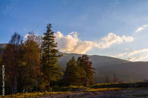 green mountain valley with fir forest at the evening