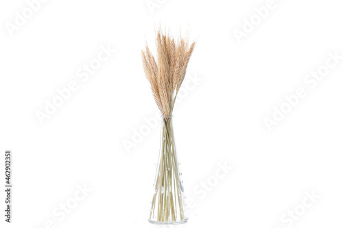 dried flowers, spikelets on a white isolated background in a transparent vase