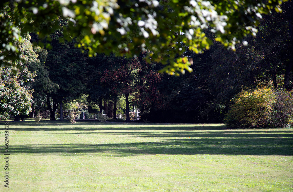 Obraz premium grass and trees