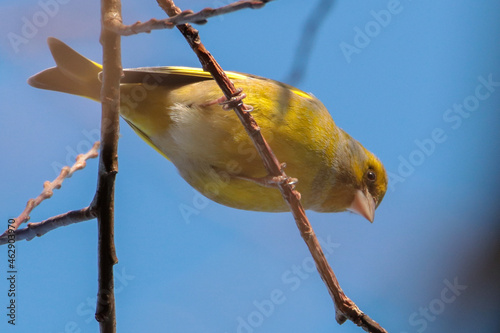 European Greenfinch against blue sky