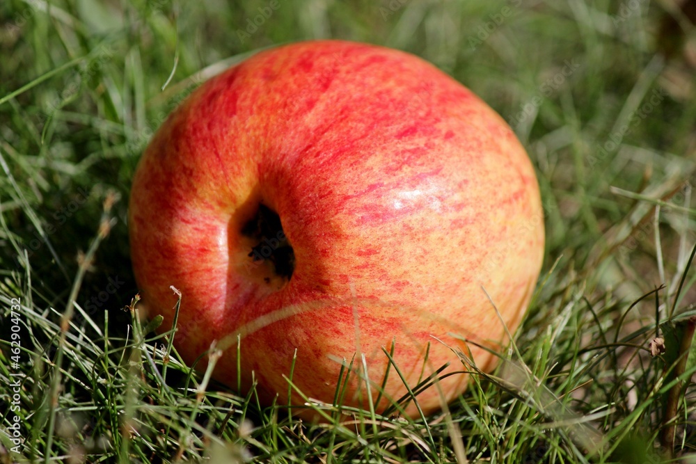 red apple lies on green grass under the sun red apple lies on green grass under the sun