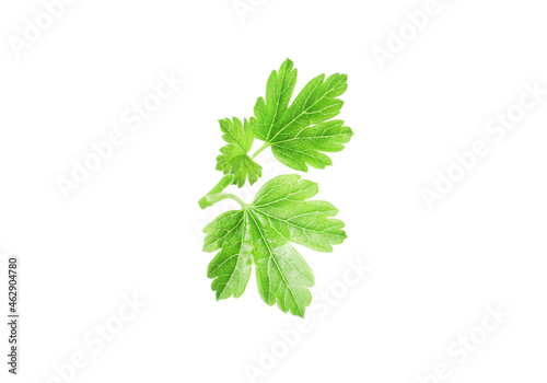 fresh green leaf isolated on white background