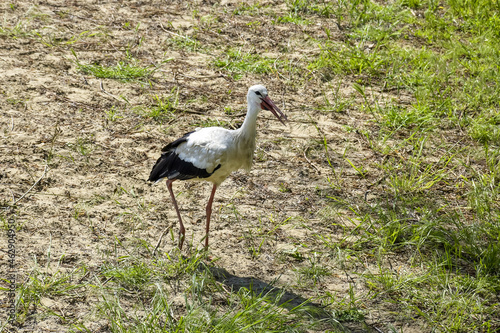 Stork walks along sandy bank of river in summer day. Life of wild bird  animals. Wildlife. Selective focus.