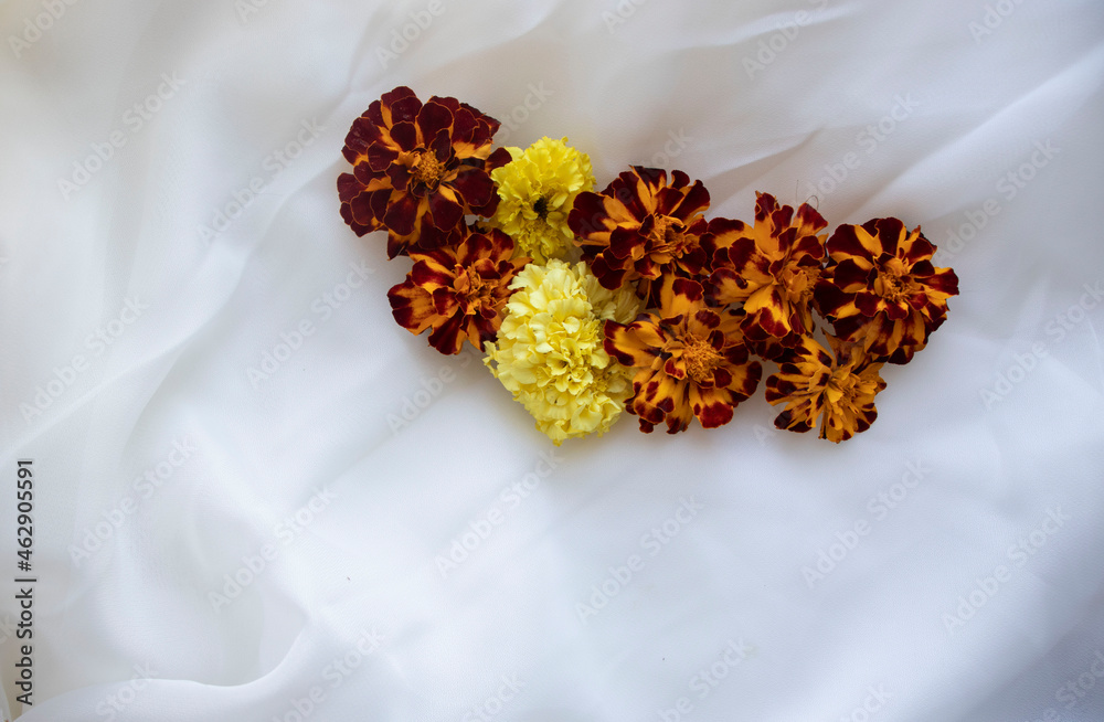 rose petals on a white background rose petals on a white background