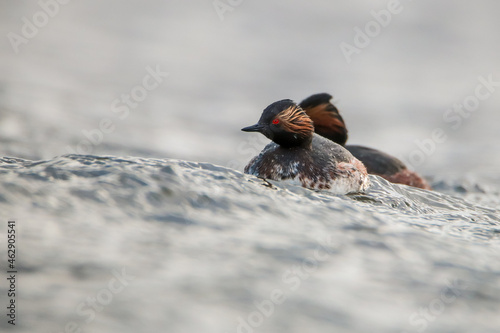 Black-necked Grebe