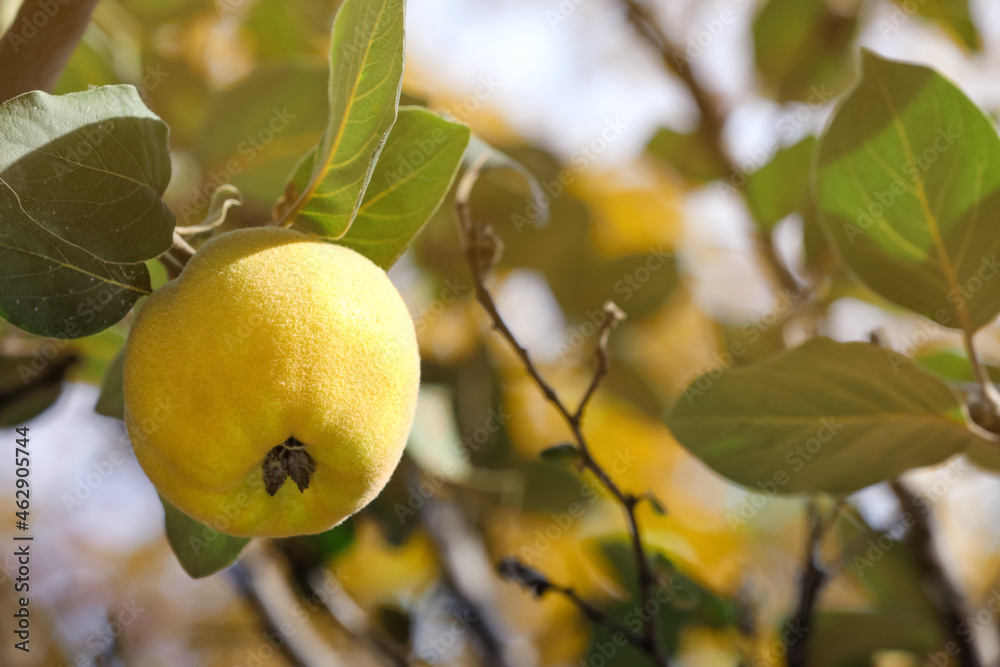 Closeup view of quince tree with ripening fruit outdoors