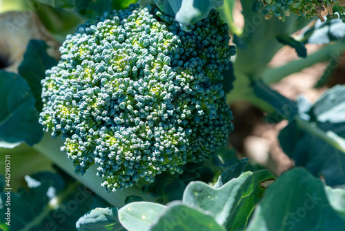 A  vibrant green head of fresh organic broccoli growing in a garden with the sun shining on the green leaves and stalk of the vegetable. The broccoli has specks of yellow in the cabbage flower head.  photo