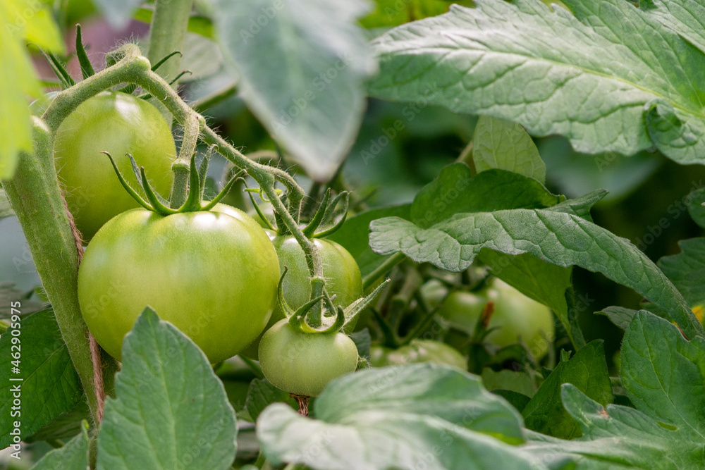 A bunch of unripe green cherry tomatoes hanging on a vine ripening. There are large deep green leaves with deep veins on the cultivated branch of homegrown produce of raw grape tomatoes. A bunch of unripe green cherry tomatoes hanging on a vine ripening. There are large deep green leaves with deep veins on the cultivated branch of homegrown produce of raw grape tomatoes.