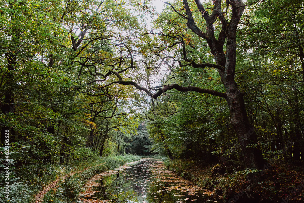 Autumn landscape. Wild green forest and a river with fallen autumn leaves. The nature of Russia.