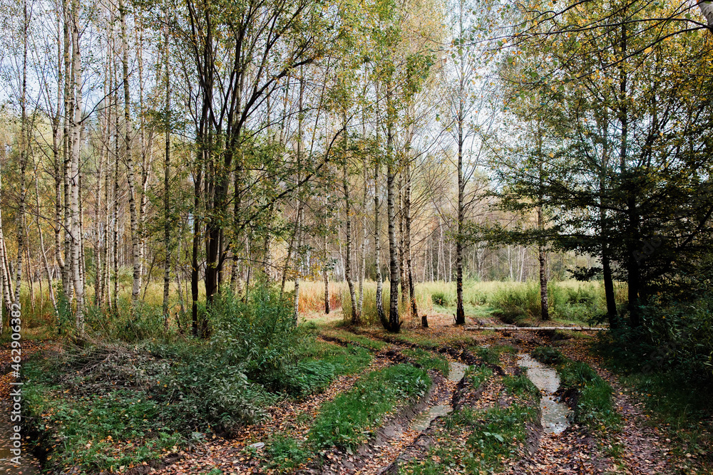 Dirt road, path through yellowing trees in the autumn forest. Autumn rural landscape. Selective focus. Dirt road, path through yellowing trees in the autumn forest. Autumn rural landscape. Selective focus.