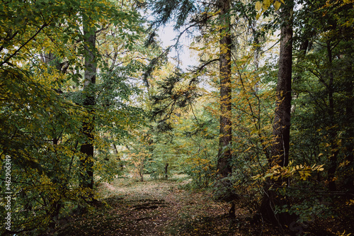 Dirt road, path along the yellowing trees in the autumn forest. Autumn landscape. Selective focus. © Katerina Bond