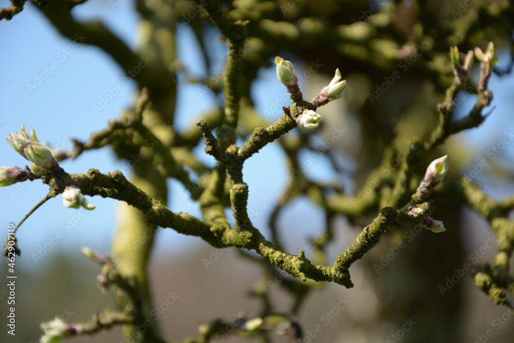 branches branches