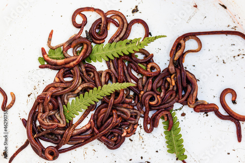 Breeding red worms Dendrobena. Fertile soil. Natural soil improvement. Fishing worms. photo