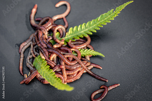 Breeding red worms Dendrobena. Fertile soil. Natural soil improvement. Fishing worms. photo