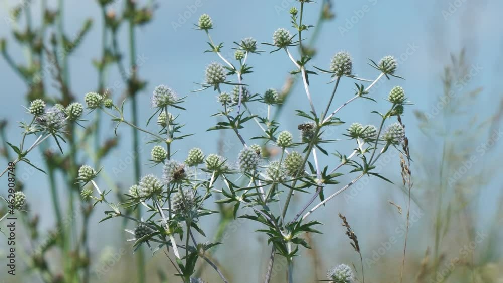The wild medicinal plant Sea Holly or Eryngium sways the light breeze The wild medicinal plant Sea Holly or Eryngium sways the light breeze