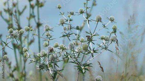 The wild medicinal plant Sea Holly or Eryngium sways the light breeze