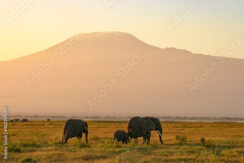 Paysage Famille Eléphants éléphanteaux Loxodonta africana devant le Kilimandjaro au Kenya © Andre