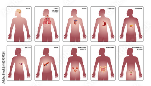 Internal Human Organs Composition Set