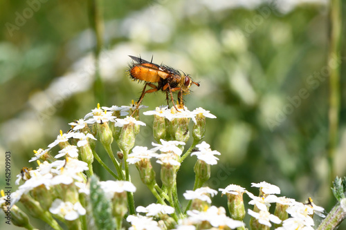 Igelfliege Tachina fera photo