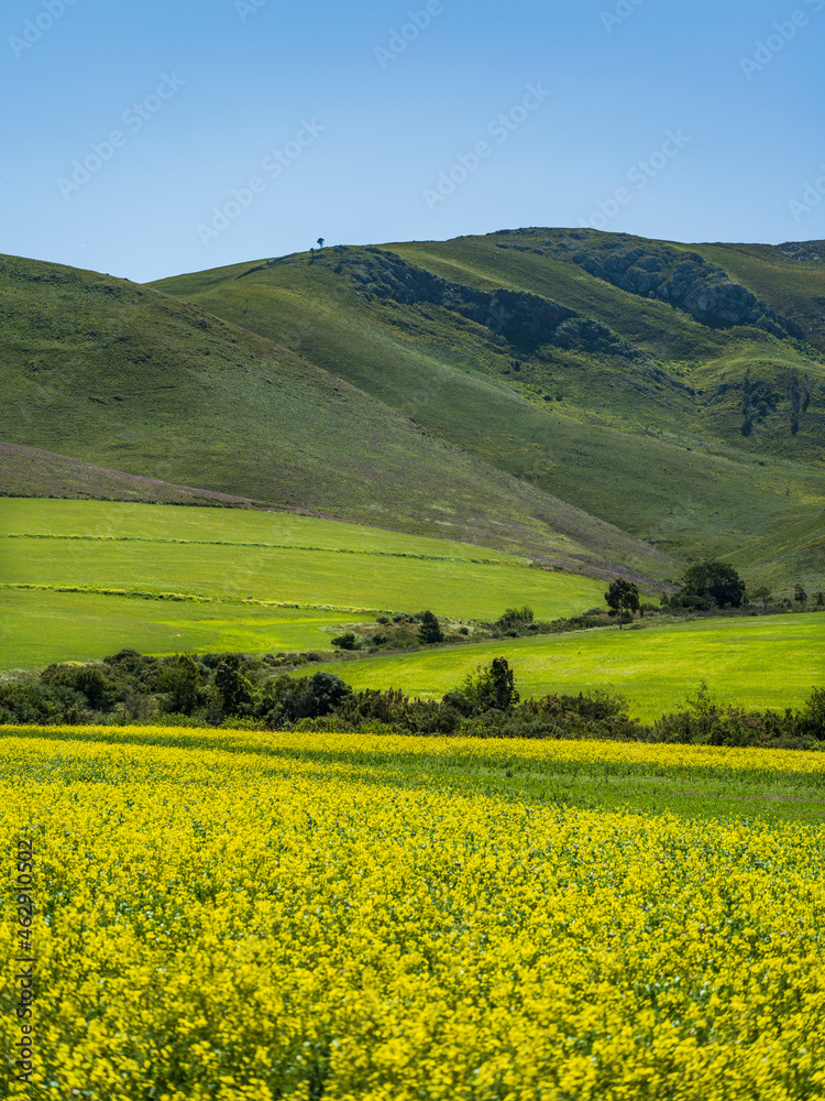 Portrait shot of Yellow flowers blooming in the Overberg valley surrounded by rolling hills in Western Cape South Africa