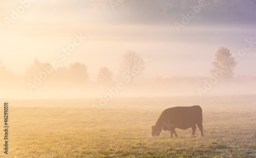 A cow grazes alone on a grassy field in thick early morning fog, lit beautifully by the sunrise © Eric Dale Creative