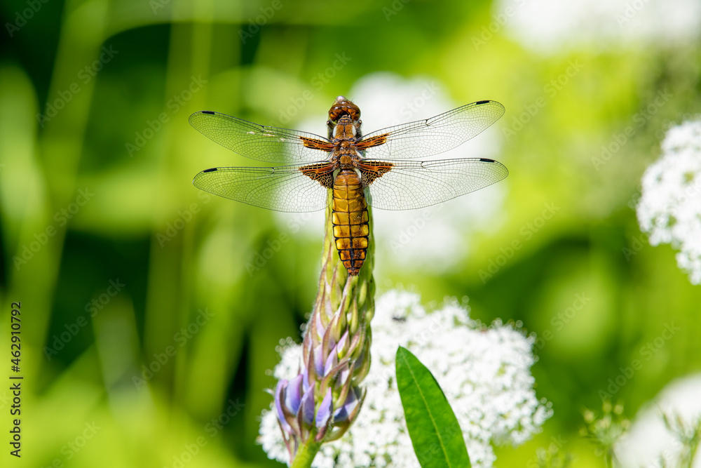 Plattbauch Libelle Plattbauch Libelle