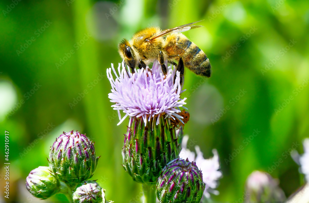 Biene auf einer Flockenblume Biene auf einer Flockenblume