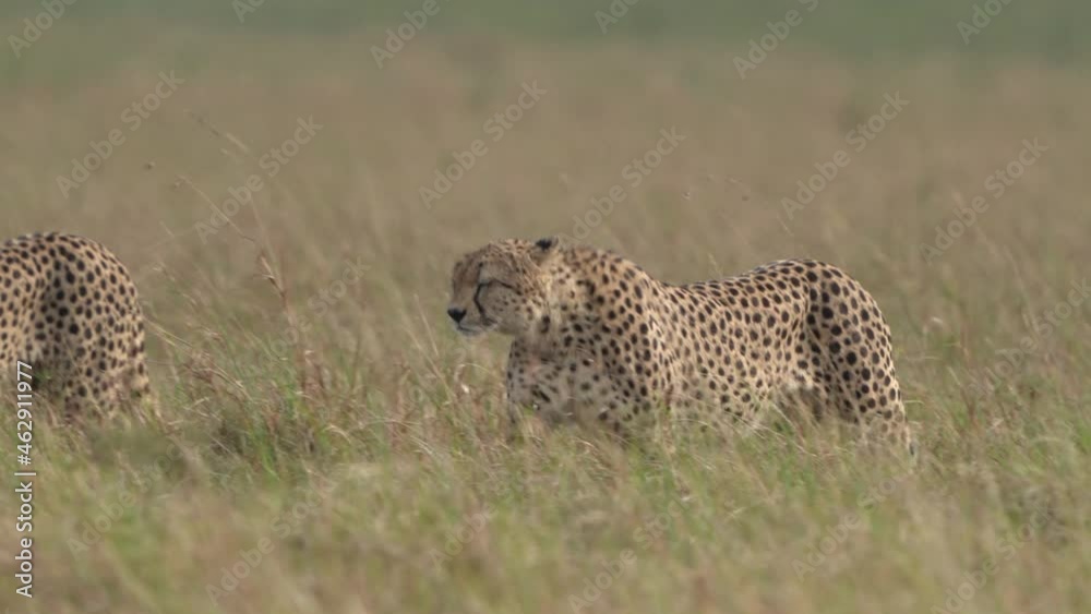 Cheetah - Acinonyx jubatus  large cat native to Africa and central Iran, fastest land animal, habitats are savannahs, arid mountain ranges and desert in Iran, walking alone or pair or group.