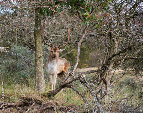 deer in the wild nature in the netherlands