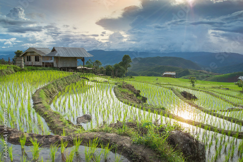 Fototapeta Naklejka Na Ścianę i Meble -  Terraces rice paddy field with sunlight backdrop at Ban Papongpieng Chiangmai Thailand.