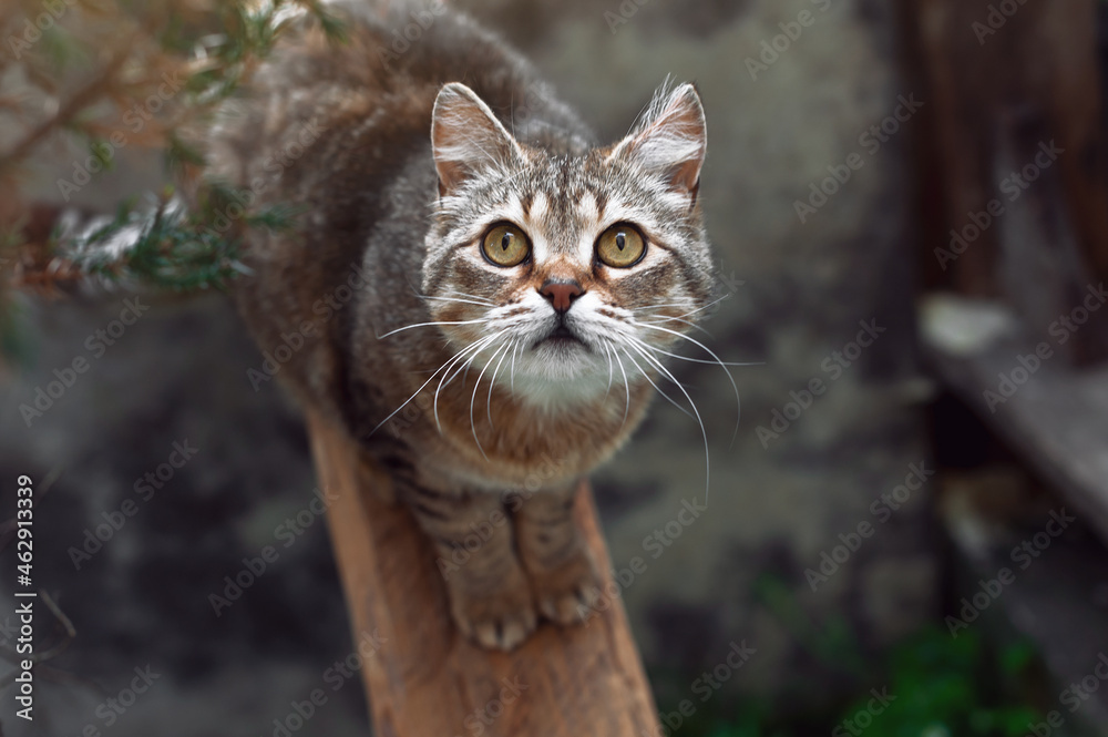 Beautiful portrait of a striped cat. Surprised cat looks up. Cat with yellow eyes in nature. Beautiful portrait of a striped cat. Surprised cat looks up. Cat with yellow eyes in nature.
