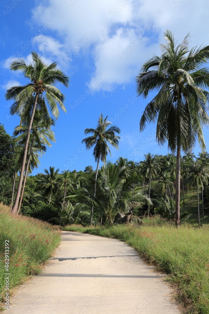 Road in Ko Tao, Thailand