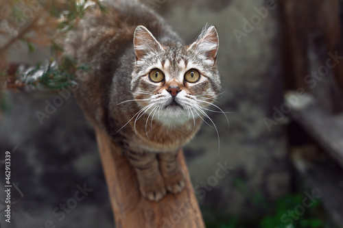 Beautiful portrait of a striped cat. Surprised cat looks up. Cat with yellow eyes in nature. © Silver