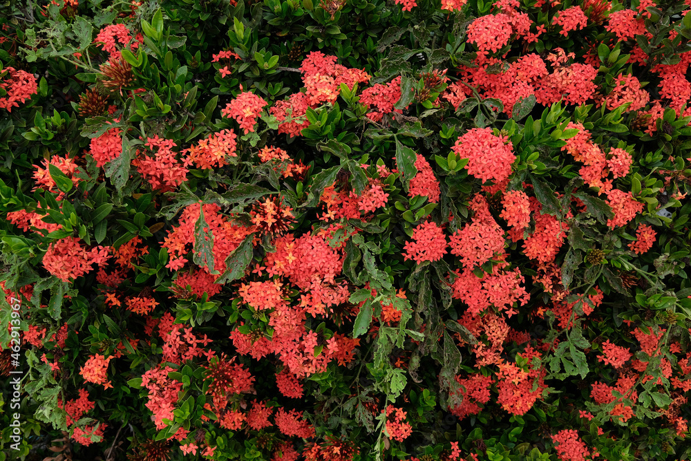 Obraz premium red and yellow flowers