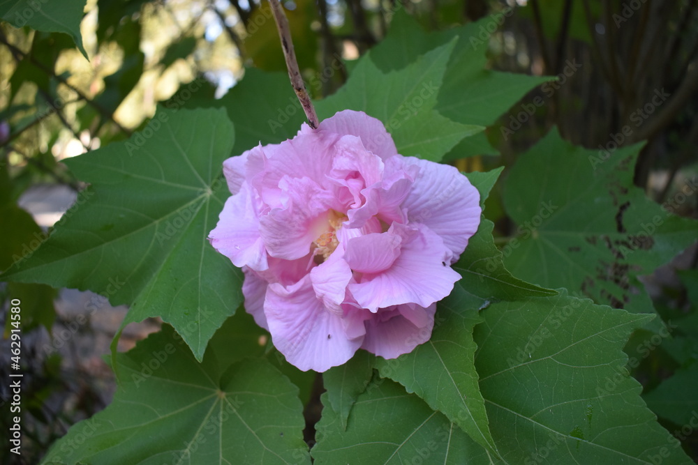 Fototapeta premium pink rose bush 