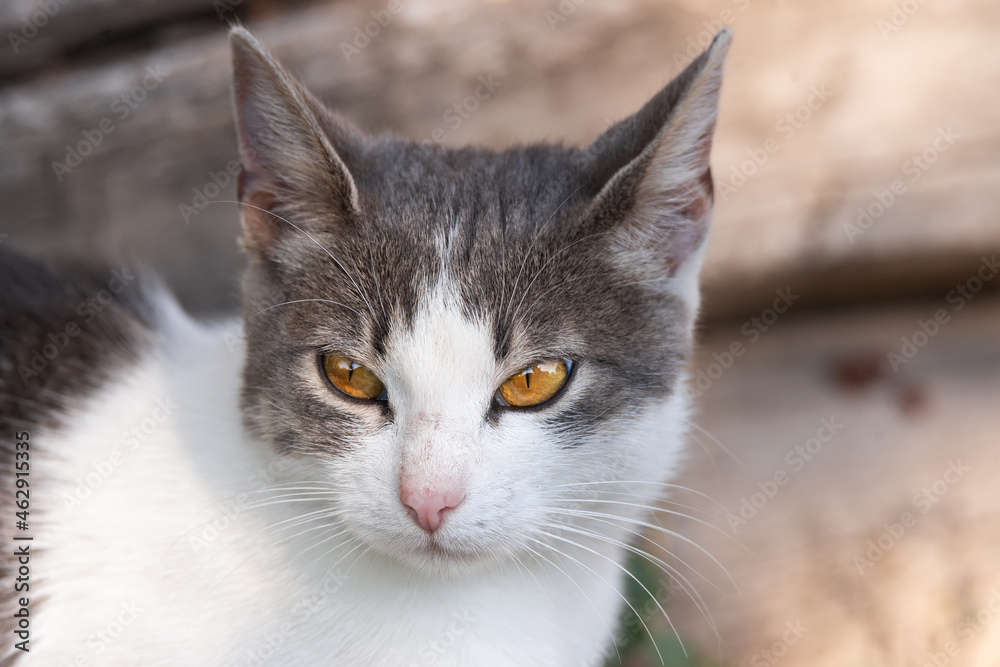 The cat lies on its back with outstretched paws in the grass and relaxes in the sun. Portrait of a gray-brown tabby cat in the garden. The cat lies on its back with outstretched paws in the grass and relaxes in the sun. Portrait of a gray-brown tabby cat in the garden.