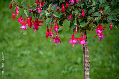 Fotografía Part view of a fuchsia plant with flowers