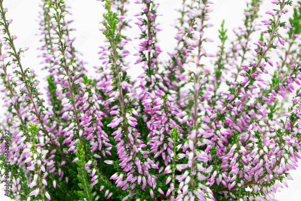 Naklejka premium Blooming heather flowers isolated on a white background. Gardening.Common heather.Bush of flowering plants