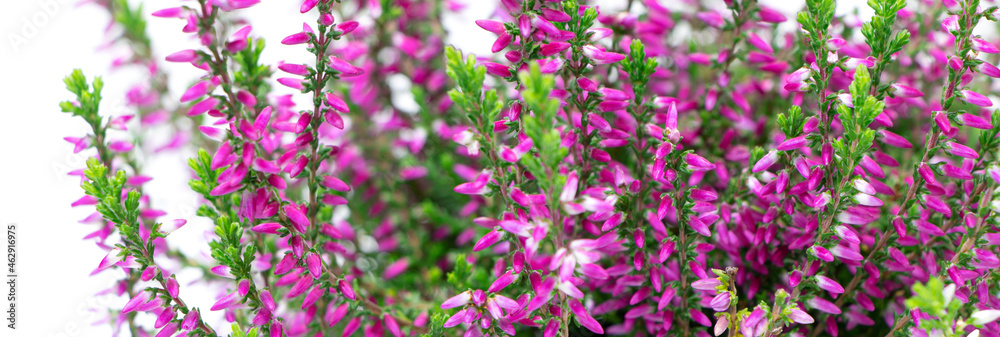 Fototapeta premium Blooming heather flowers isolated on a white background. Gardening.Common heather banner.Bush of flowering plants