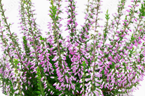 Blooming heather flowers isolated on a white background. Gardening.Common heather.Bush of flowering plants