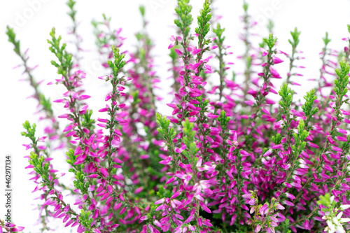 Blooming heather flowers isolated on a white background. Gardening.Common heather.Bush of flowering plants