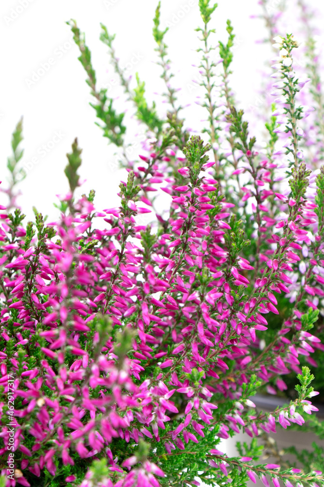 Blooming heather flowers isolated on a white background. Gardening.Common heather.Bush of flowering plants. Vertical orientation