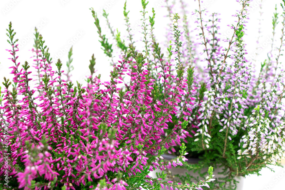 Obraz premium Blooming heather flowers isolated on a white background. Gardening.Common heather.Bush of flowering plants
