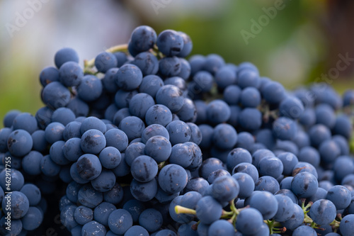 Natural blue grapes. Farmers harvesting grape. Wine making, juice or other concept for market, factory, chateau, winery