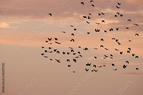 silhouette of birds flying during sunrise in greece